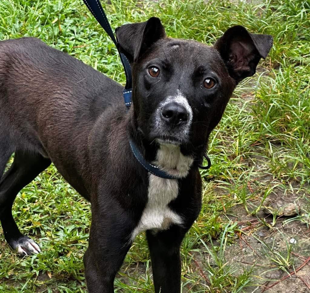 Pongo 42 pounds Year Old Sweetheart his Face tells all CAT DOG CHILD FRIENDLY
