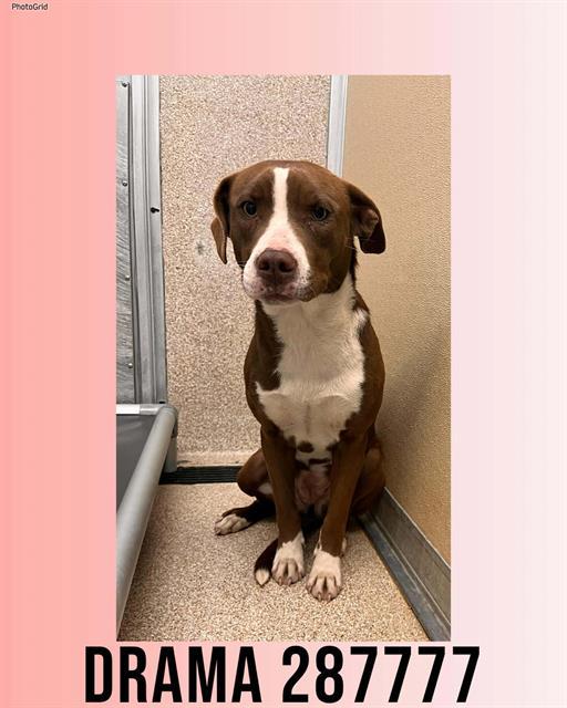 Enlarge DRAMA, a Adoptable mixed breed in Macon, GA image 1/1