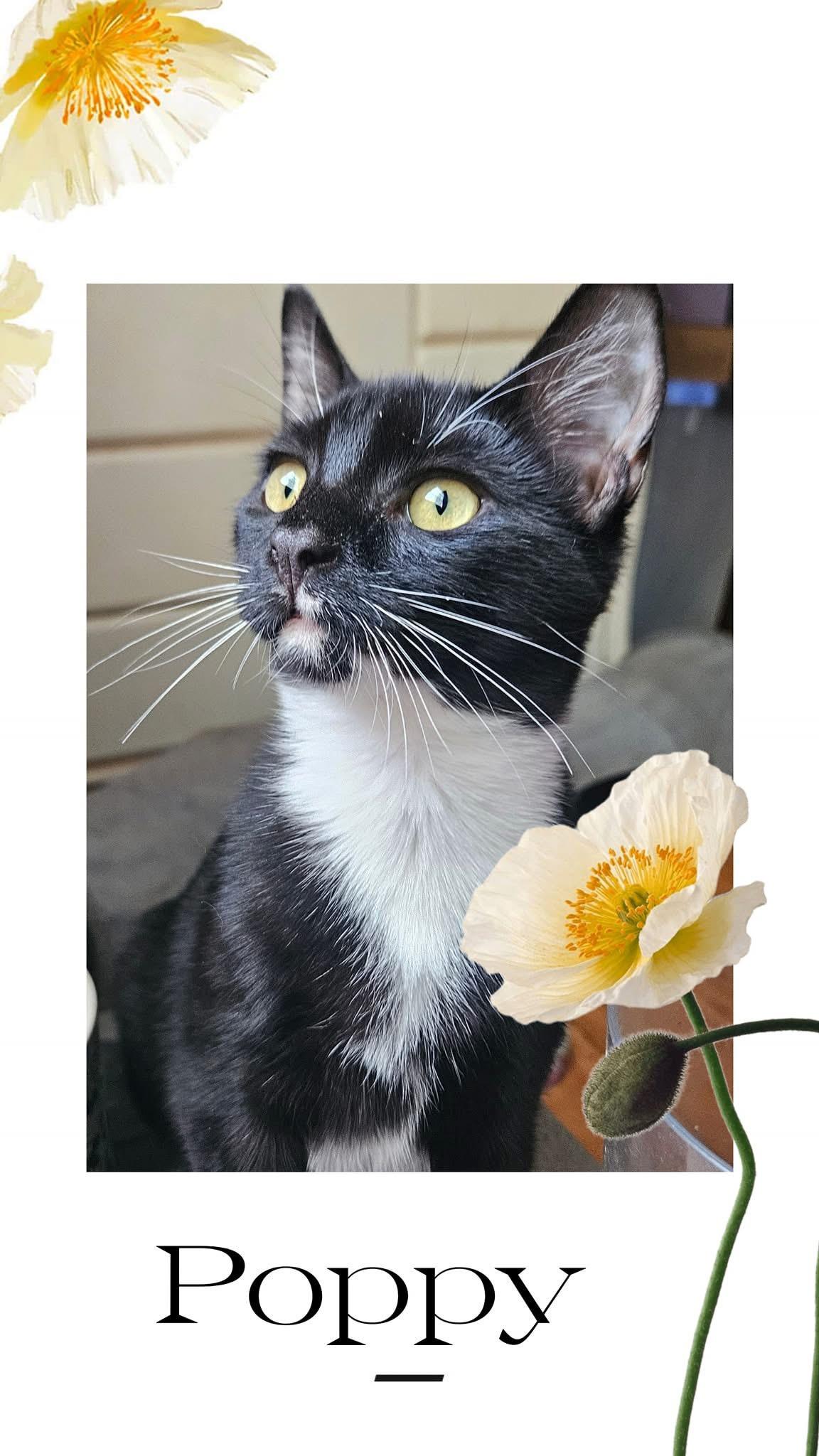 Enlarge Poppy, a Adoptable Domestic Short Hair in Glen Burnie, MD image 1/1