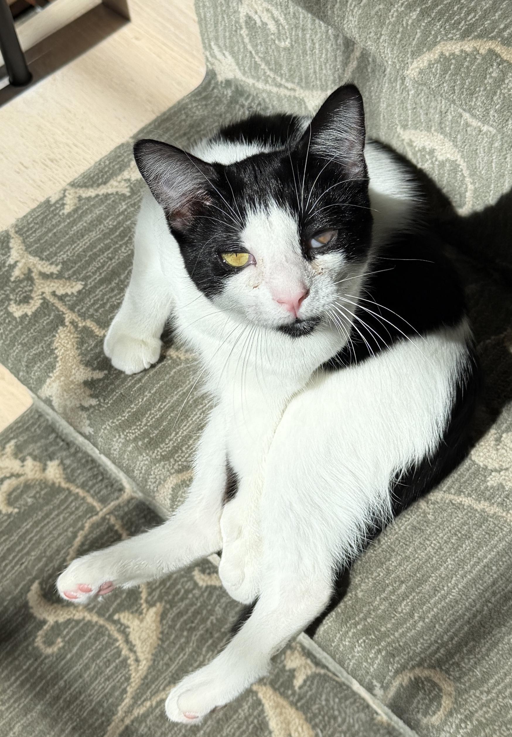 Enlarge Magpie-cuddle muffin, a Adoptable Domestic Short Hair in East Hanover, NJ image 2/2