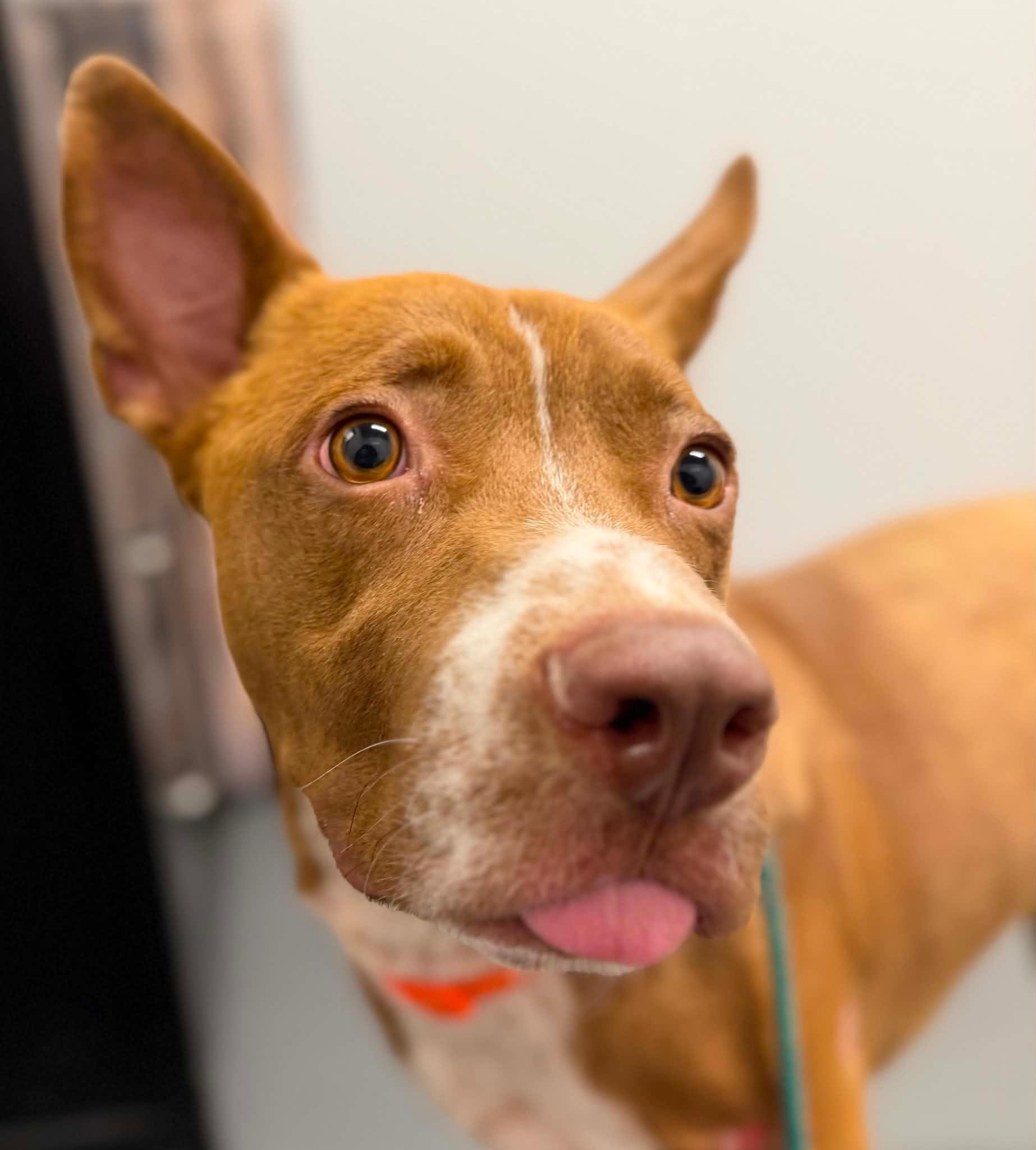 Enlarge Loki, a ADOPTABLE Mixed Breed in Saskatoon, SK image 4/5