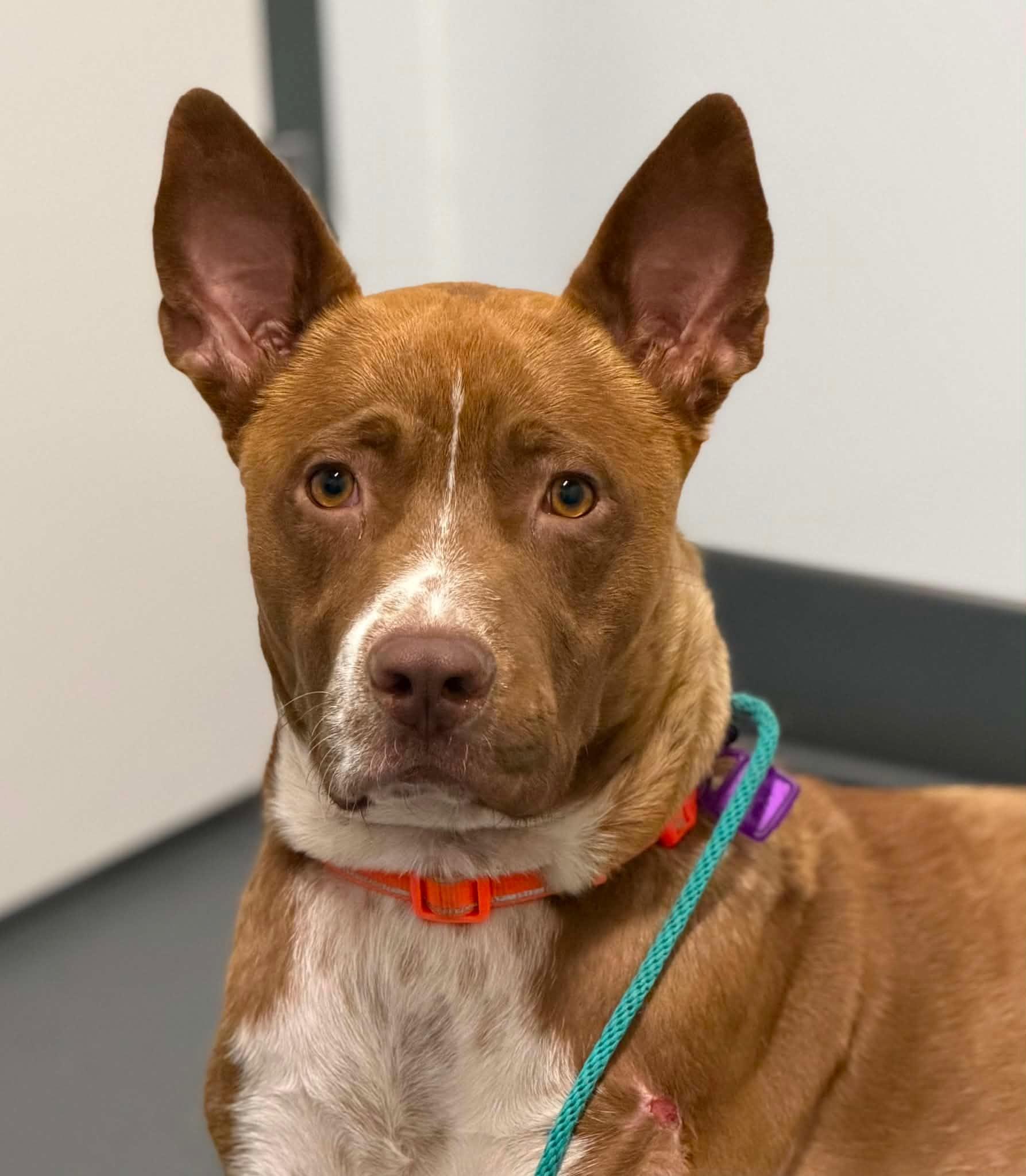 Loki, ADOPTABLE, Young Male Mixed Breed.