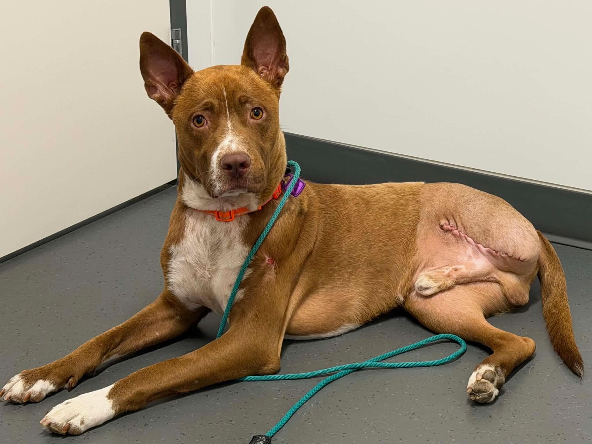 Enlarge Loki, a ADOPTABLE Mixed Breed in Saskatoon, SK image 3/5