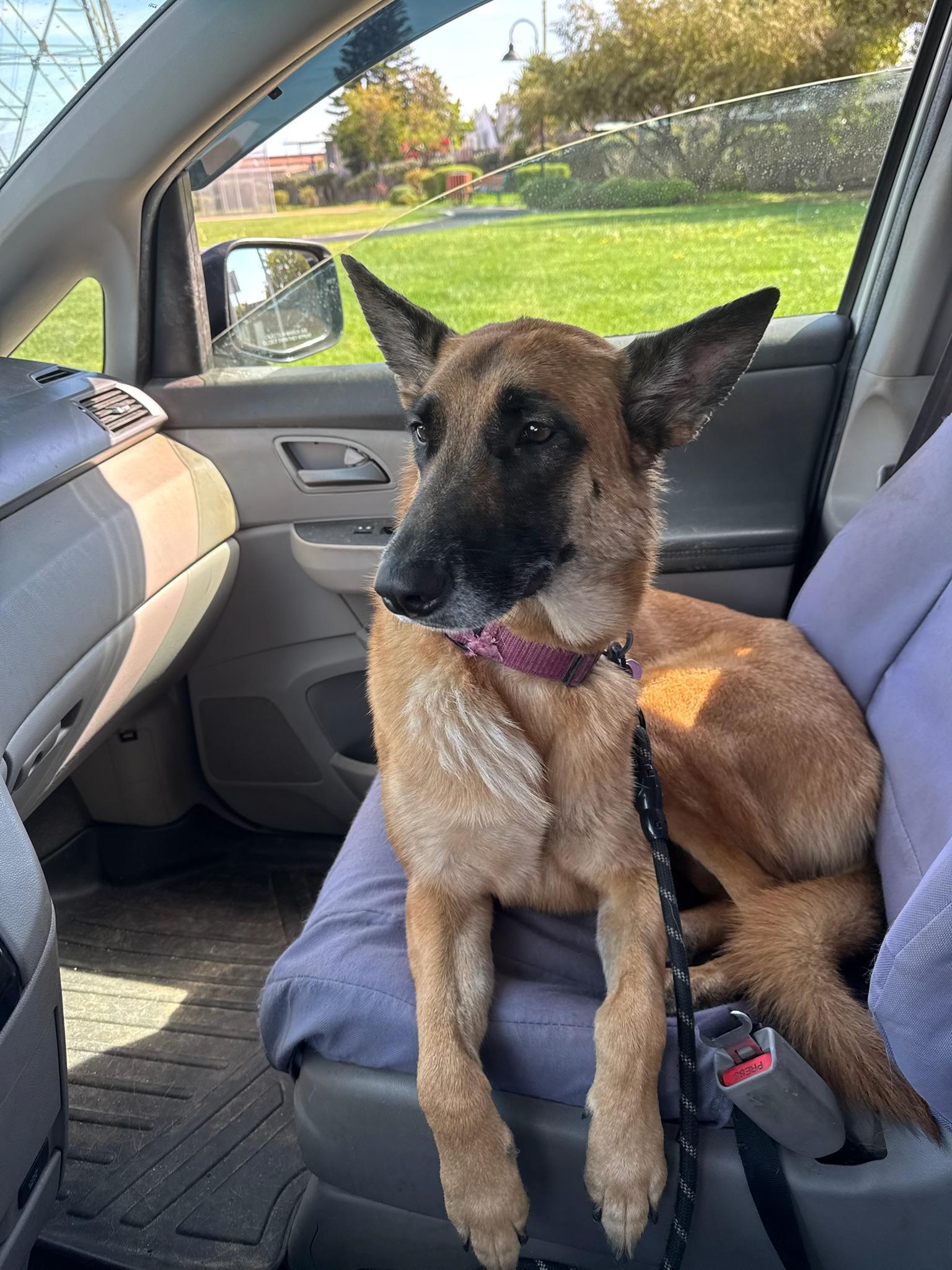 Selena , ADOPTABLE, Young Female Belgian Shepherd / Malinois.