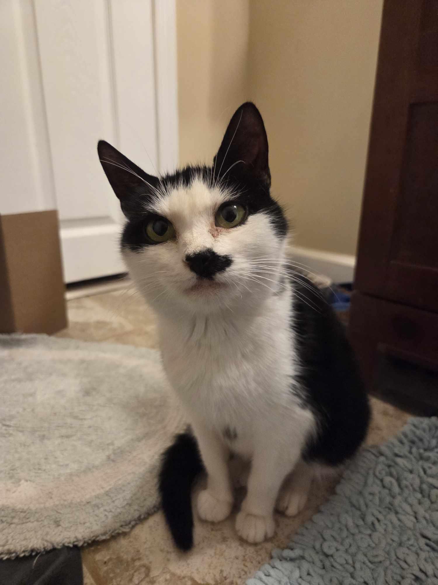 Smudge, Senior Female unknown