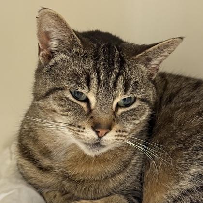Enlarge Winn Dixie , a ADOPTABLE Domestic Short Hair in Lansing, MI image 1/1