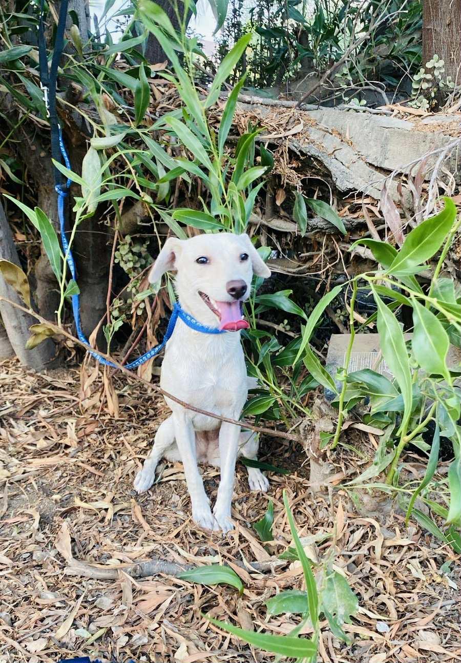 Poppy, Adoptable, Young Female Whippet & Labrador Retriever.