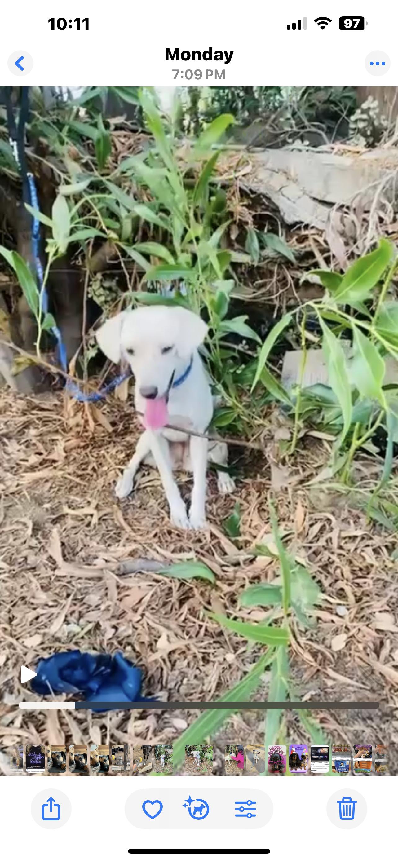 Poppy, a Adoptable mixed breed in Carlsbad, CA image 2/3