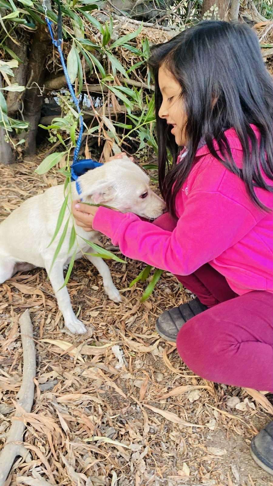 Poppy, a Adoptable mixed breed in Carlsbad, CA image 3/3