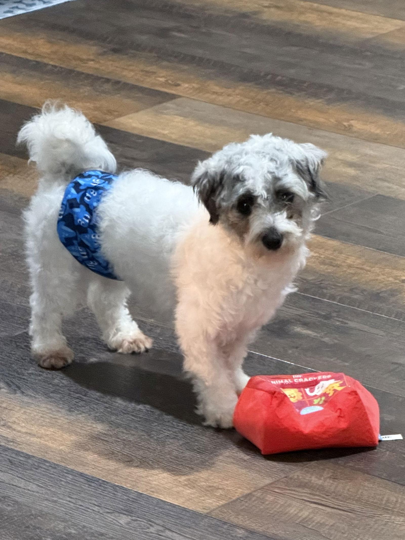 Enlarge Winston, a Adoptable Havanese in Brandon, SD image 1/3