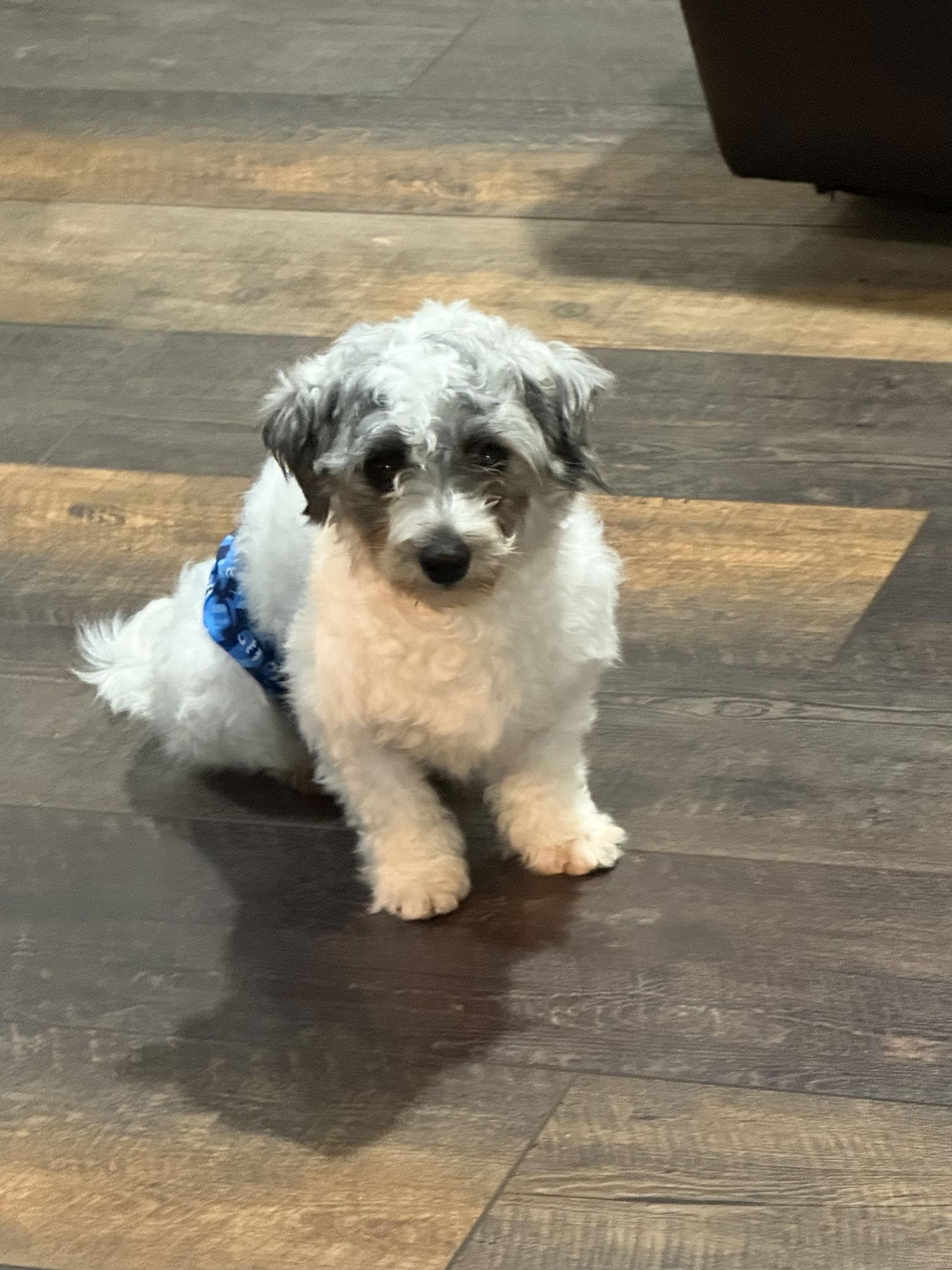 Winston, a Adoptable Havanese image 2/3