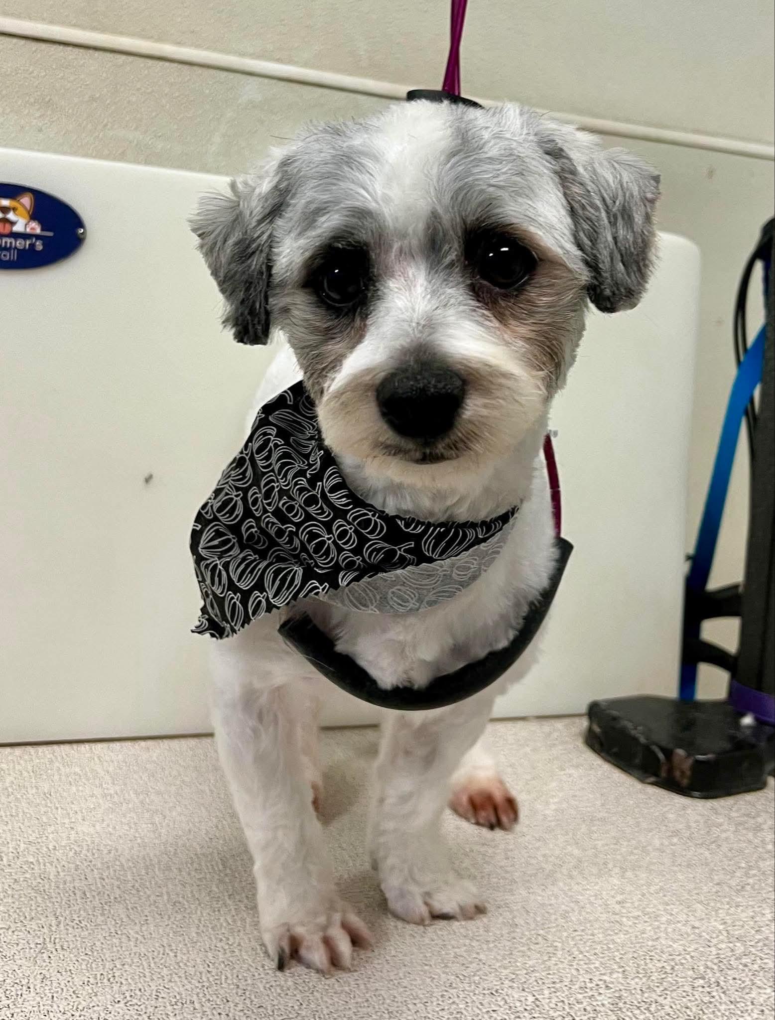 Winston, a Adoptable Havanese image 3/3