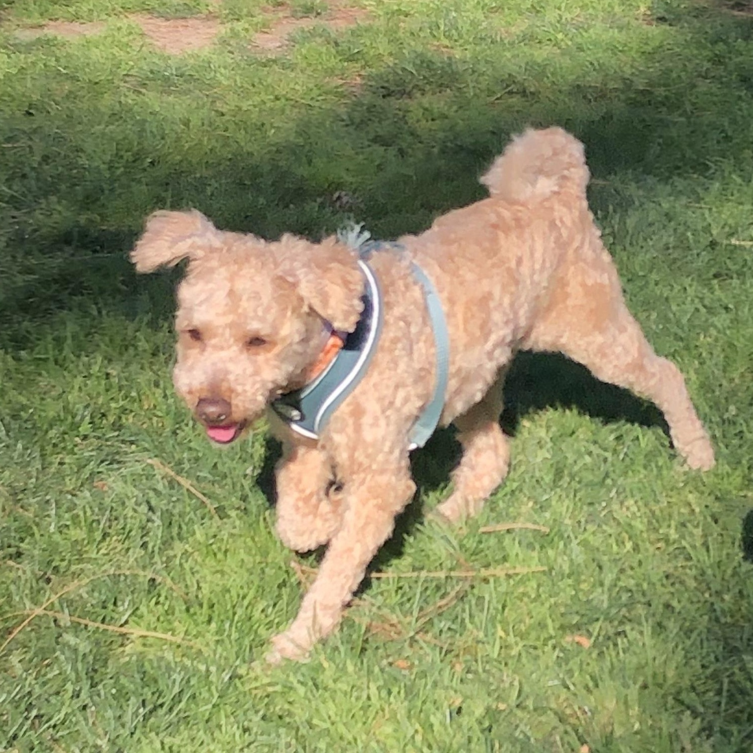 Enlarge Marjie, a ADOPTABLE mixed breed in Long Beach, CA image 4/6