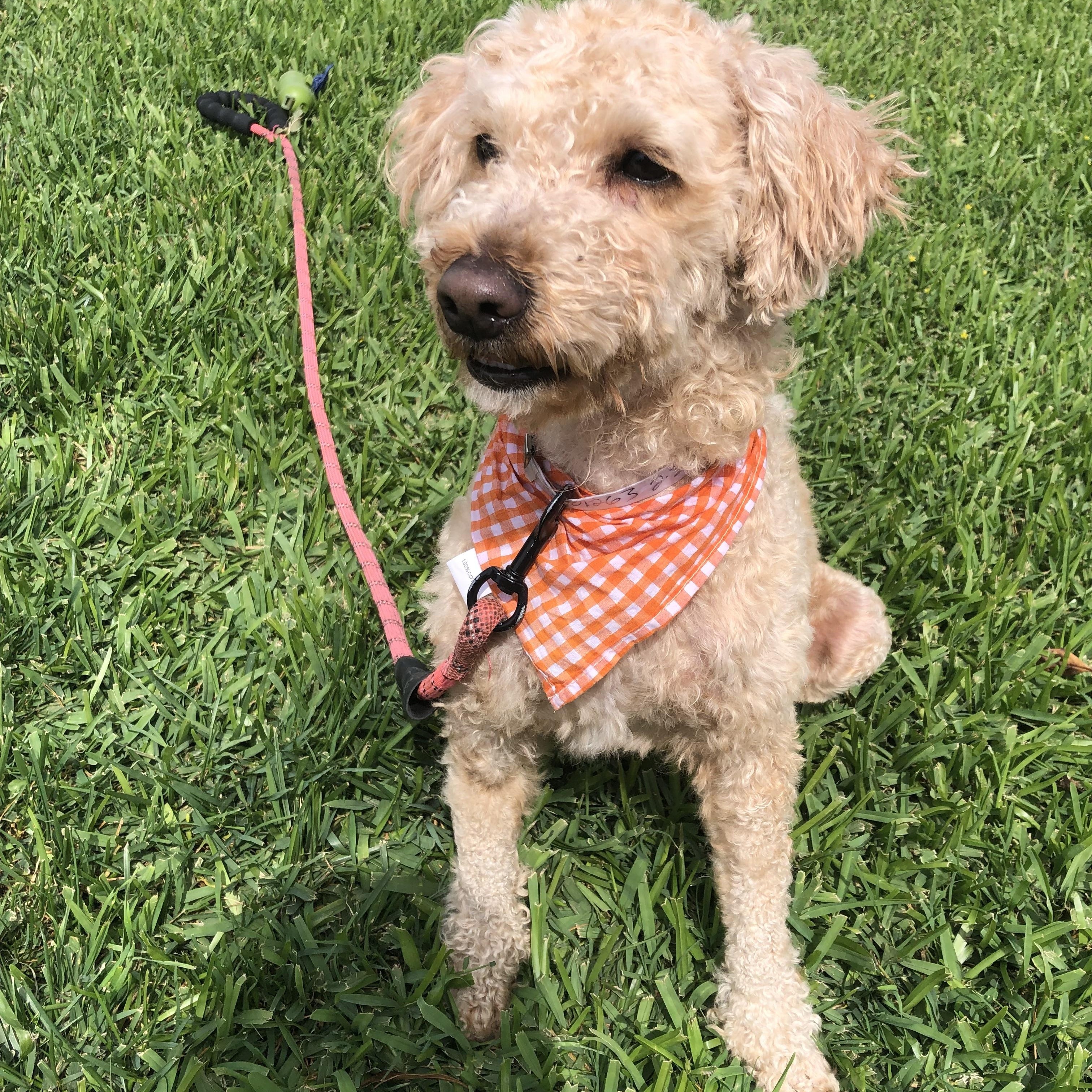 Enlarge Marjie, a ADOPTABLE mixed breed in Long Beach, CA image 5/6