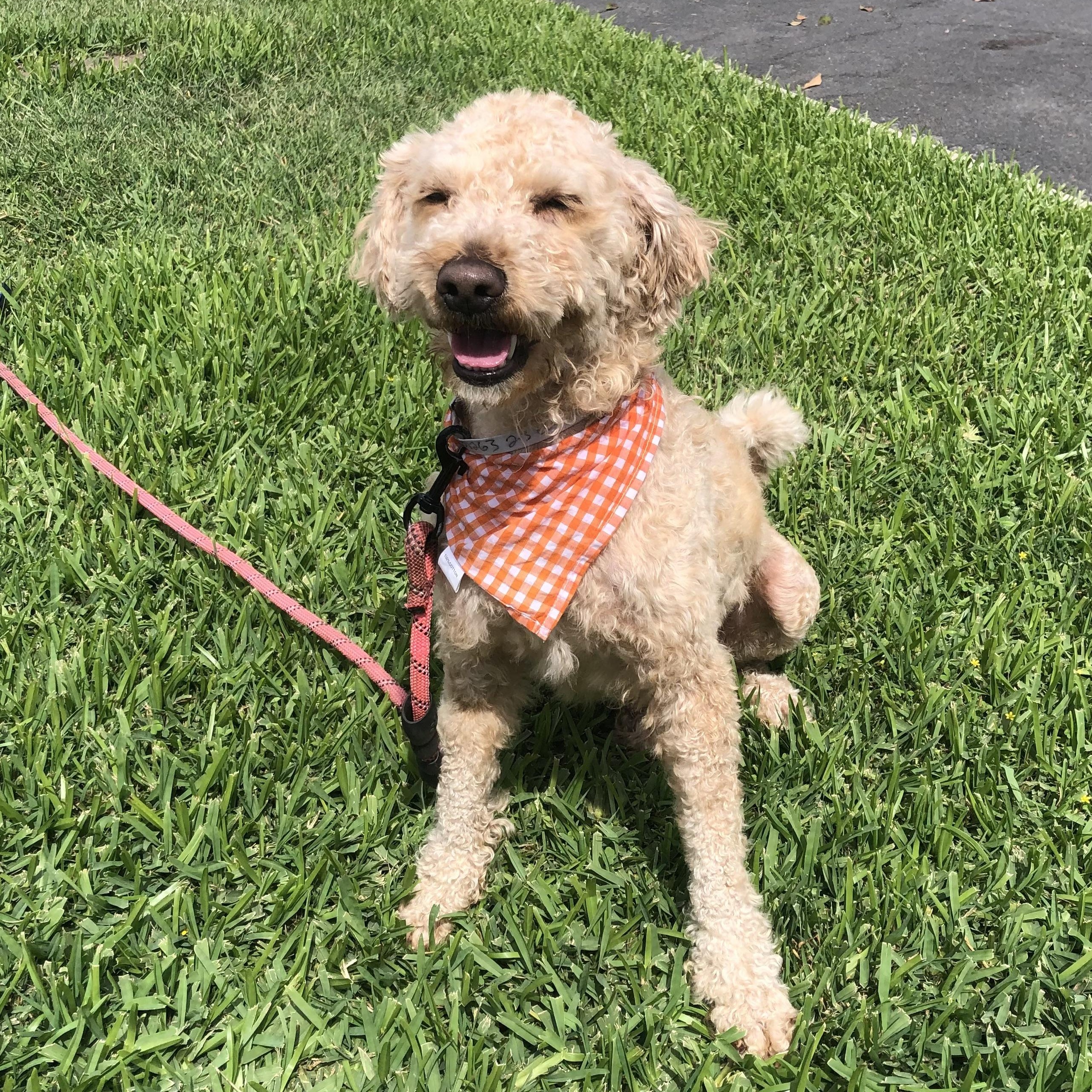 Enlarge Marjie, a ADOPTABLE mixed breed in Long Beach, CA image 2/6