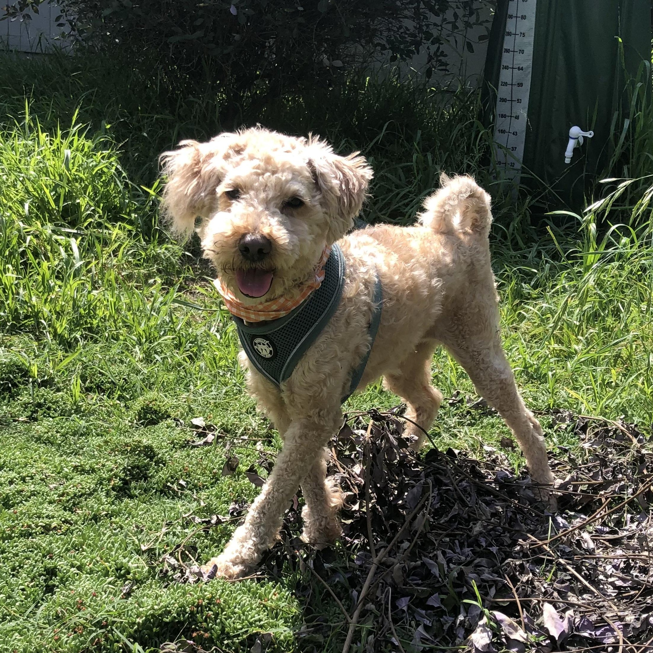 Marjie, ADOPTABLE, Young Female Poodle.