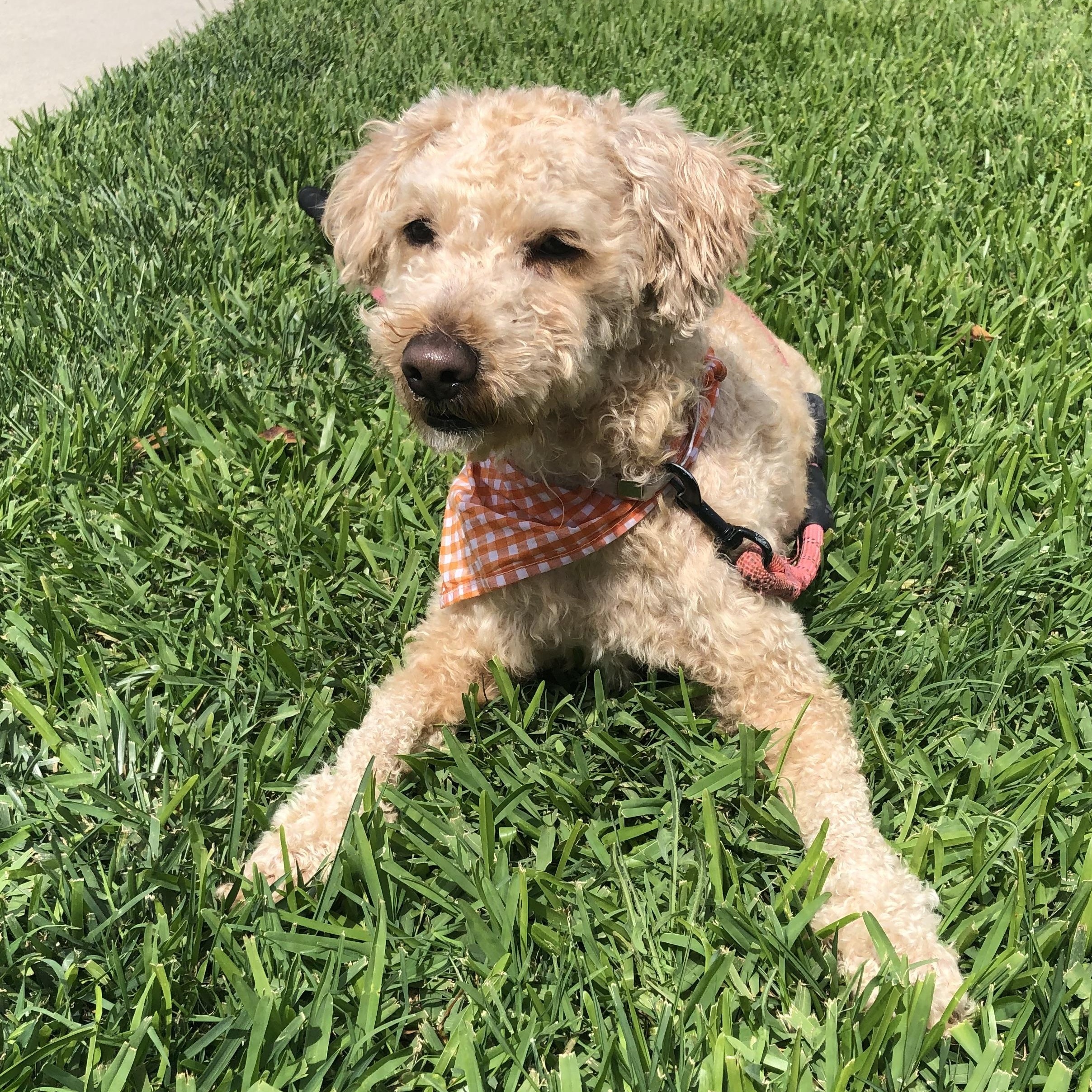 Enlarge Marjie, a ADOPTABLE mixed breed in Long Beach, CA image 3/6