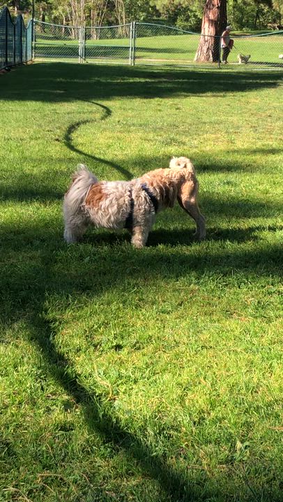 Enlarge Marjie, a ADOPTABLE mixed breed in Long Beach, CA video 6/6