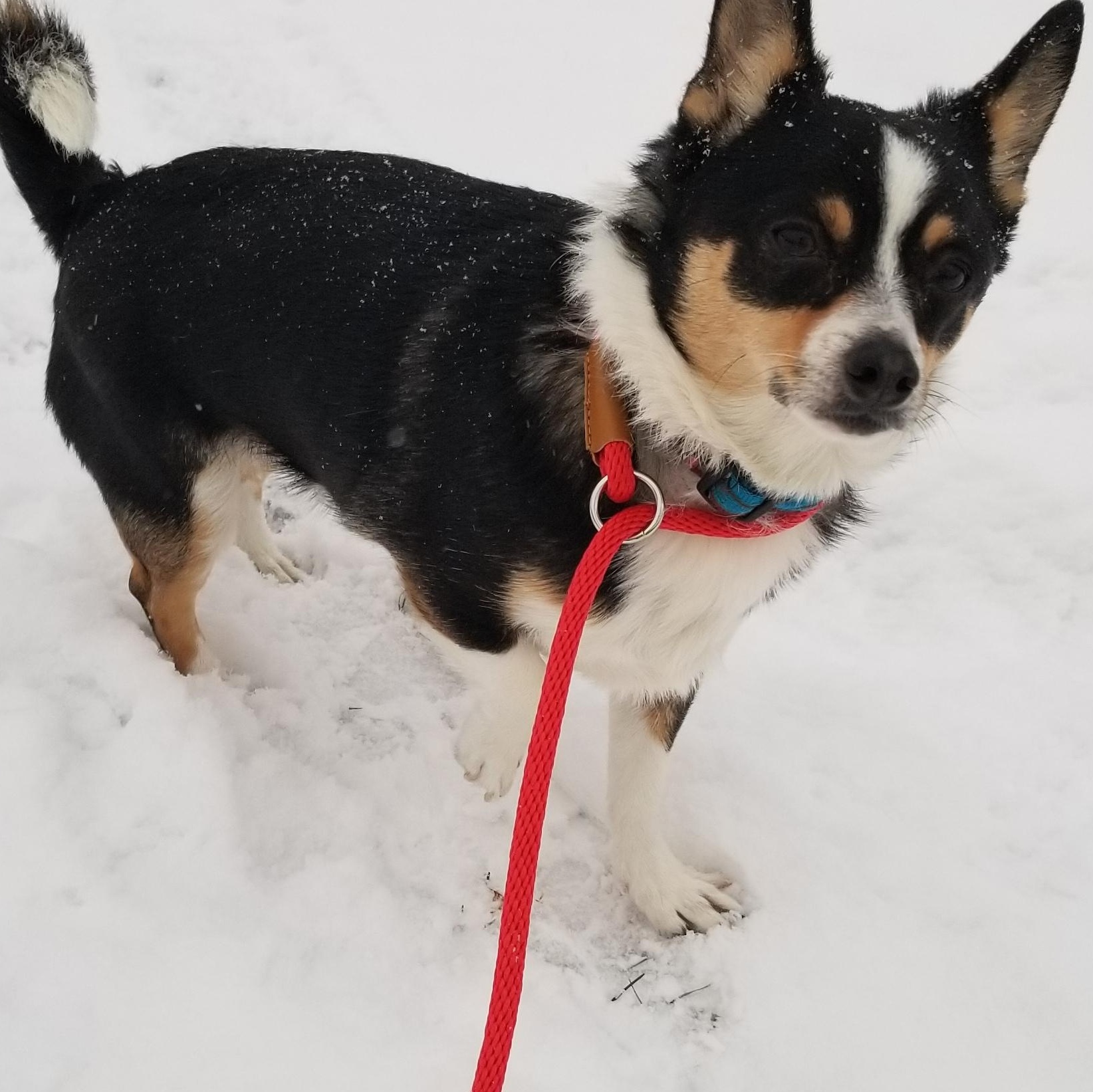 Patches, a ADOPTABLE Chihuahua in Tottenham, ON image 2/3