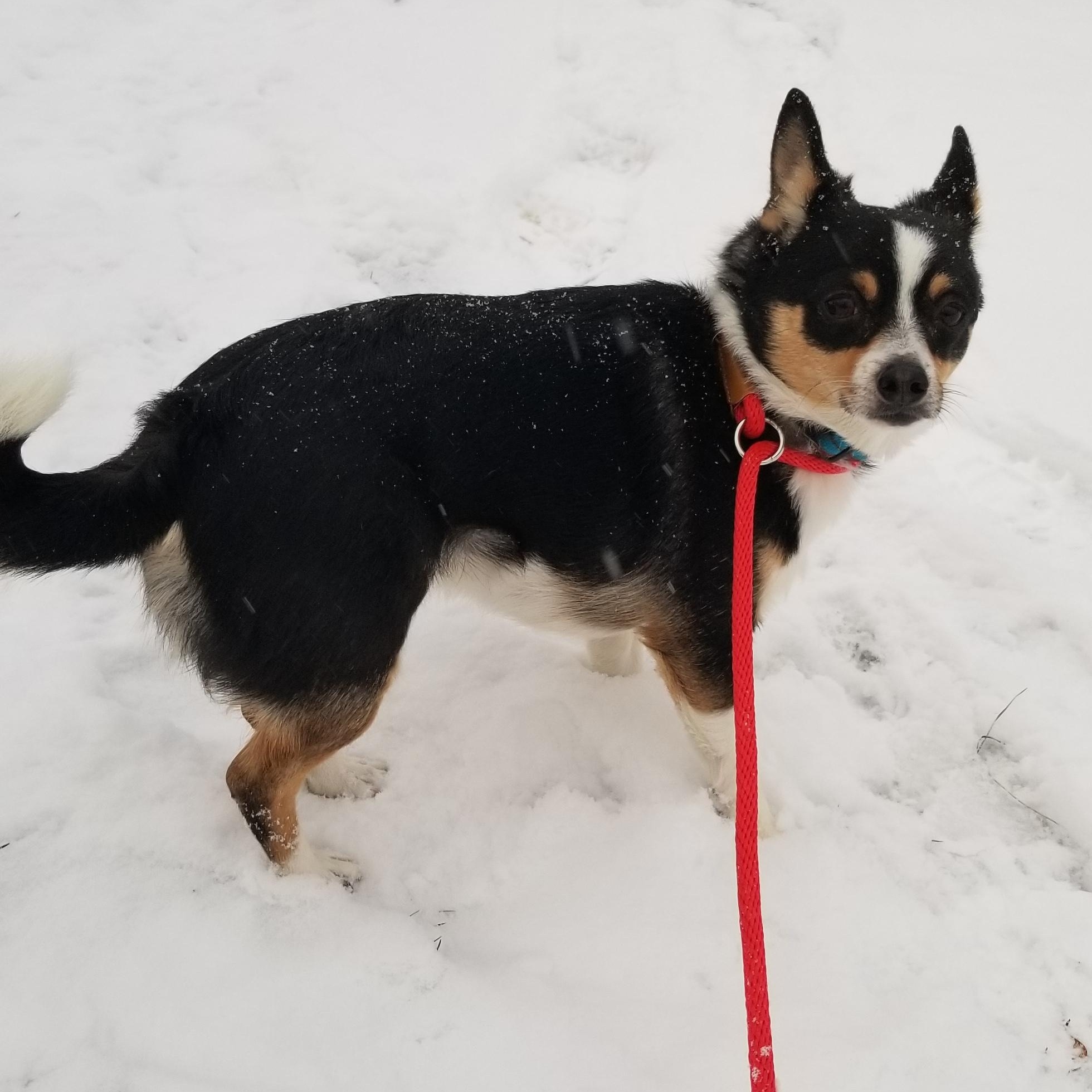 Patches, a ADOPTABLE Chihuahua in Tottenham, ON image 1/3