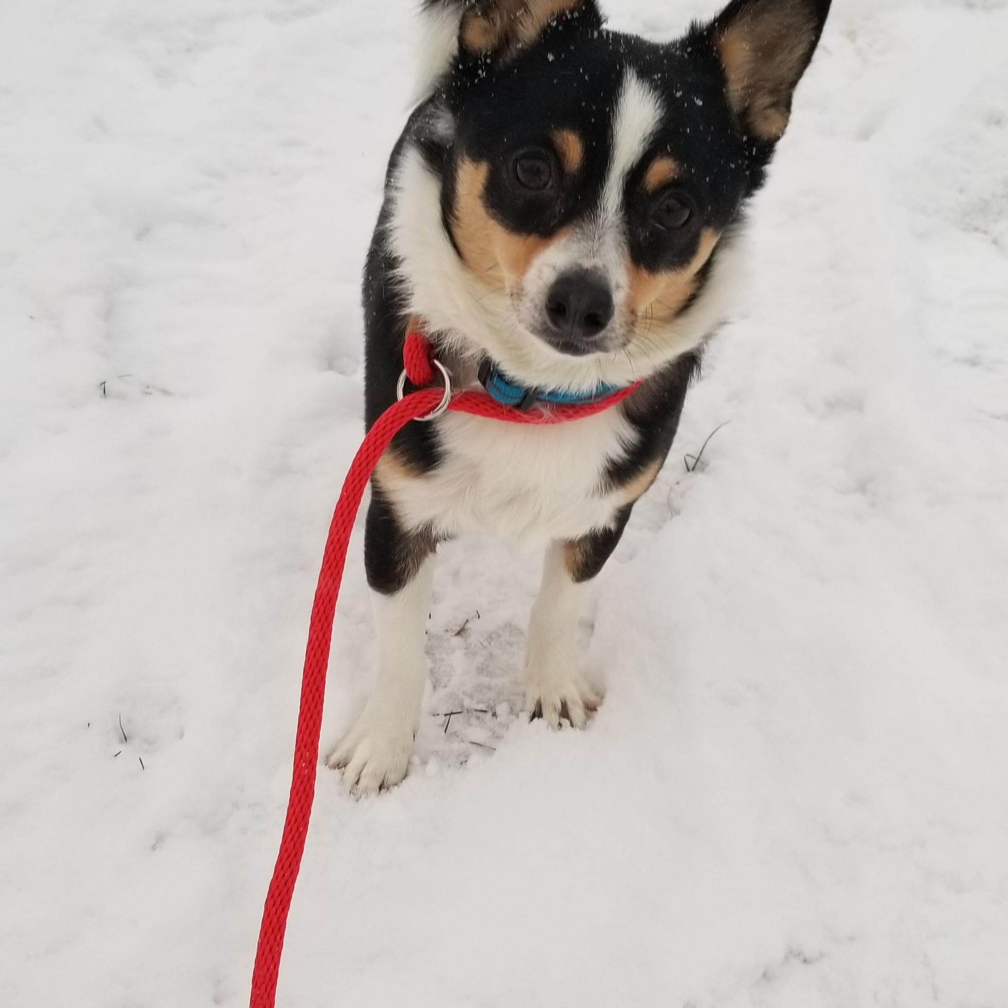 Patches, a ADOPTABLE Chihuahua in Tottenham, ON image 3/3