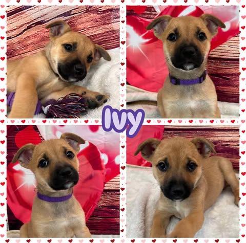 Enlarge Ivy, a ADOPTABLE mixed breed in Ringwood, NJ image 1/1