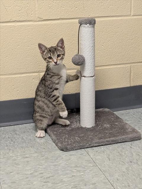 A520308, Adoptable, Kitten Female Domestic Short Hair.