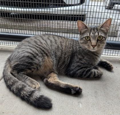 Rodie, Adoptable, Young Male Domestic Short Hair & Domestic Short Hair.