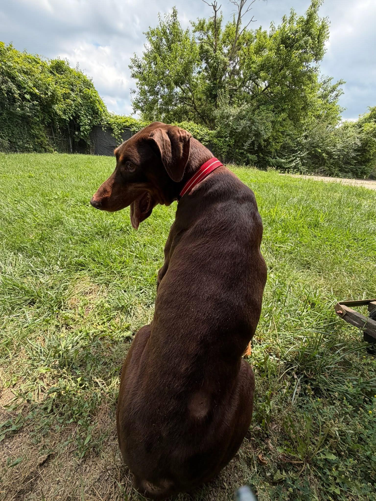 Enlarge Rodger, a Adoptable Doberman Pinscher in Columbus, OH image 4/4