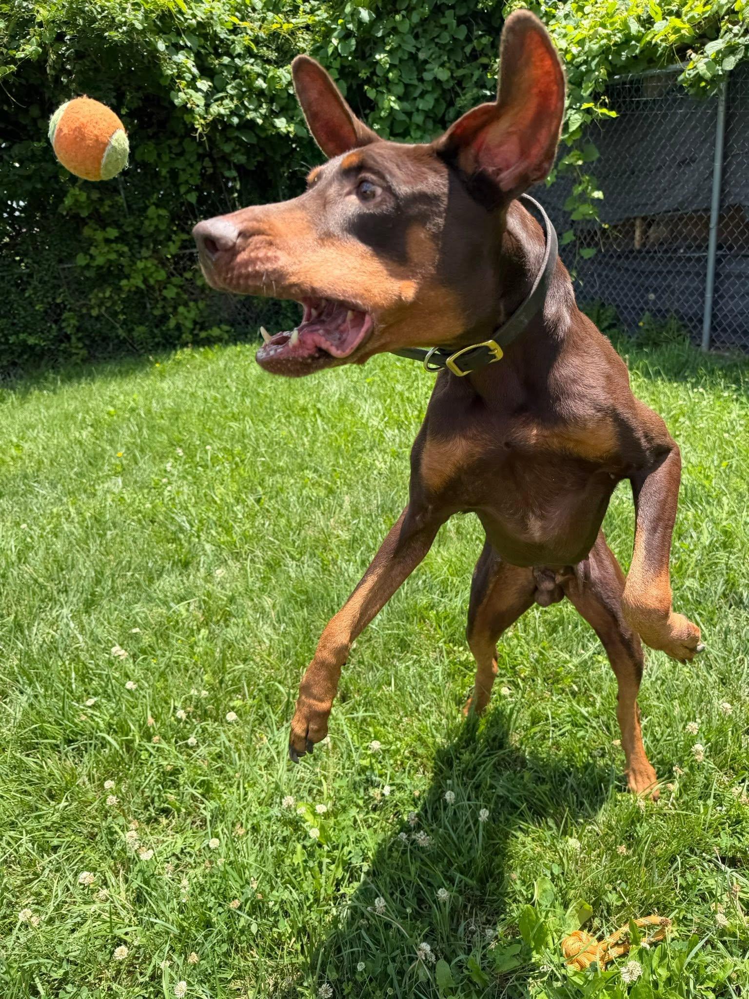 Enlarge Rodger, a Adoptable Doberman Pinscher in Columbus, OH image 3/4