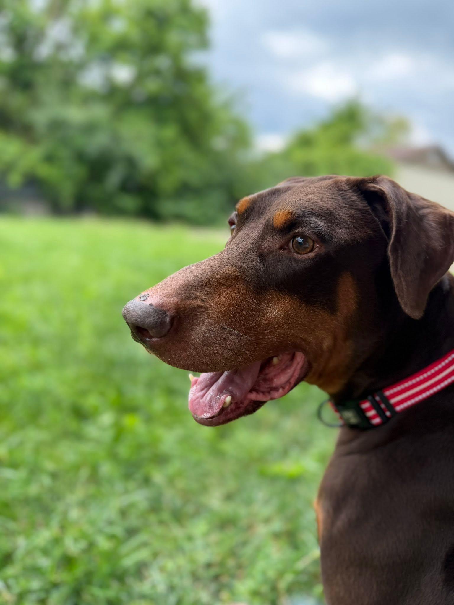 Enlarge Rodger, a Adoptable Doberman Pinscher in Columbus, OH image 2/4
