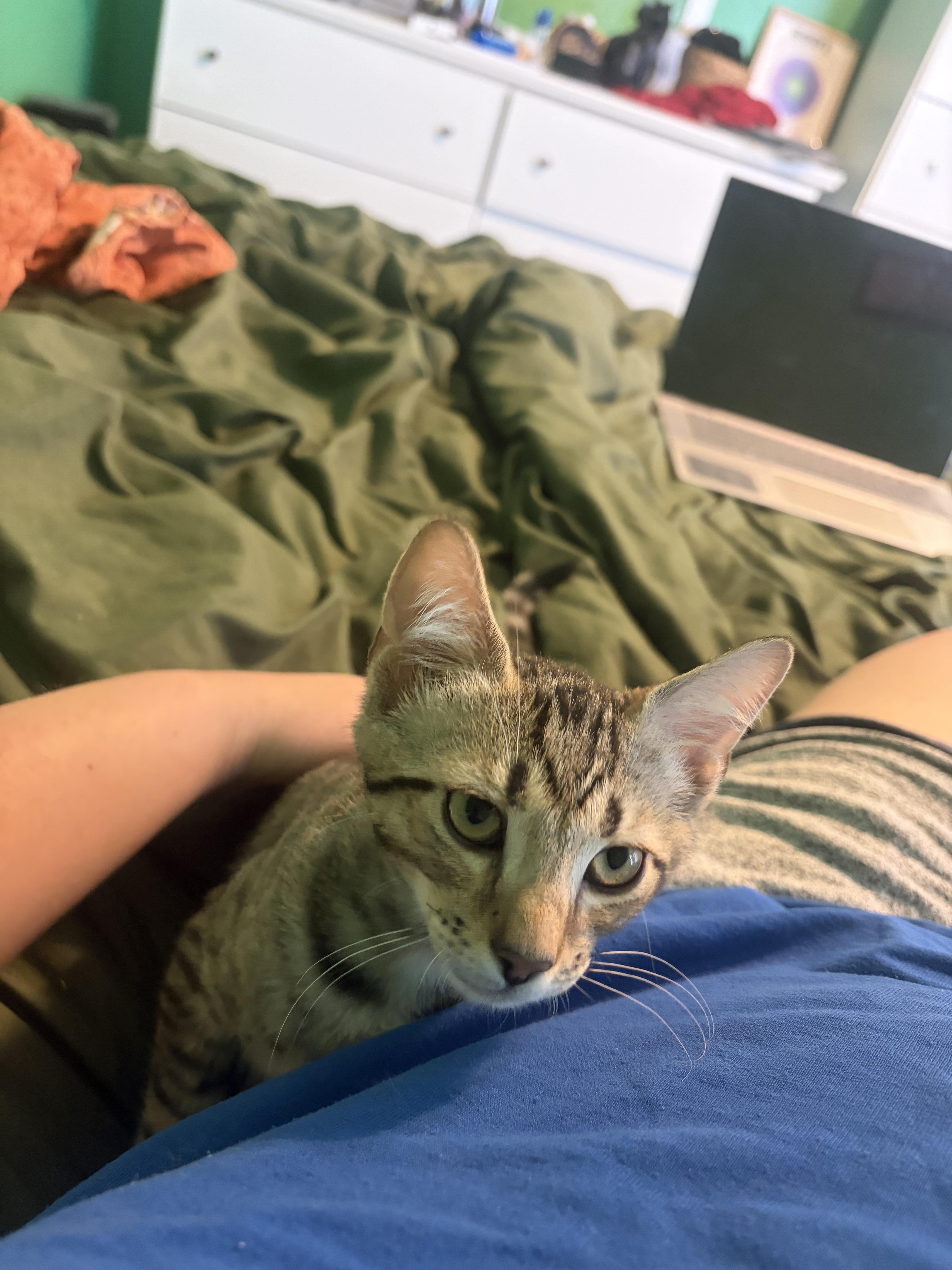 Salsa, a Adoptable Domestic Short Hair in Wesley Chapel, FL image 3/6