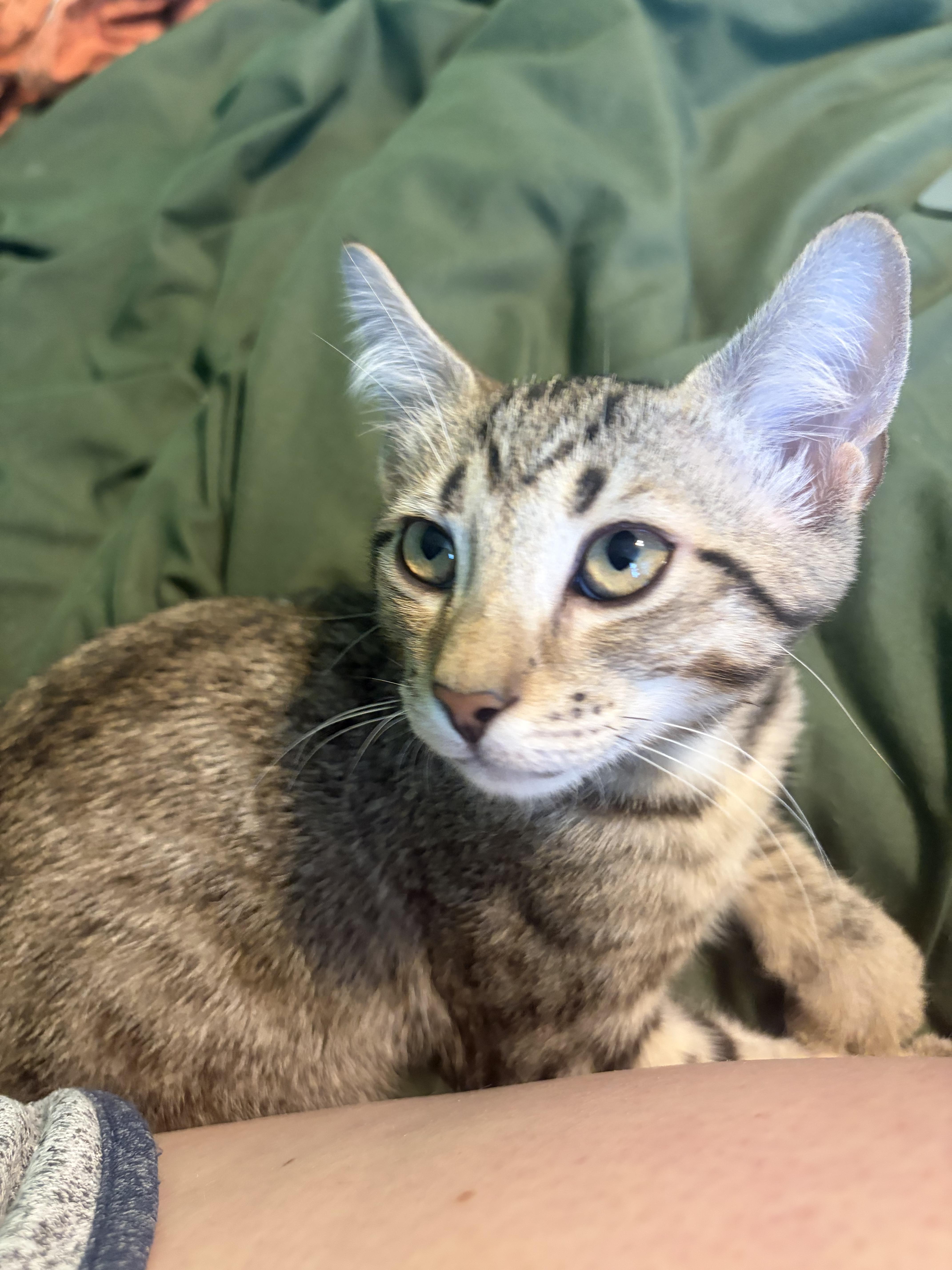Salsa, a Adoptable Domestic Short Hair in Wesley Chapel, FL image 5/6