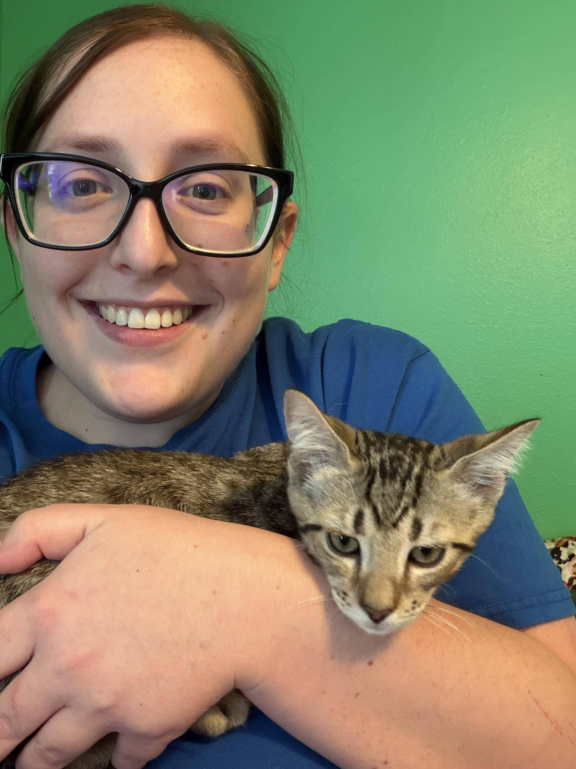 Salsa, a Adoptable Domestic Short Hair in Wesley Chapel, FL image 4/6