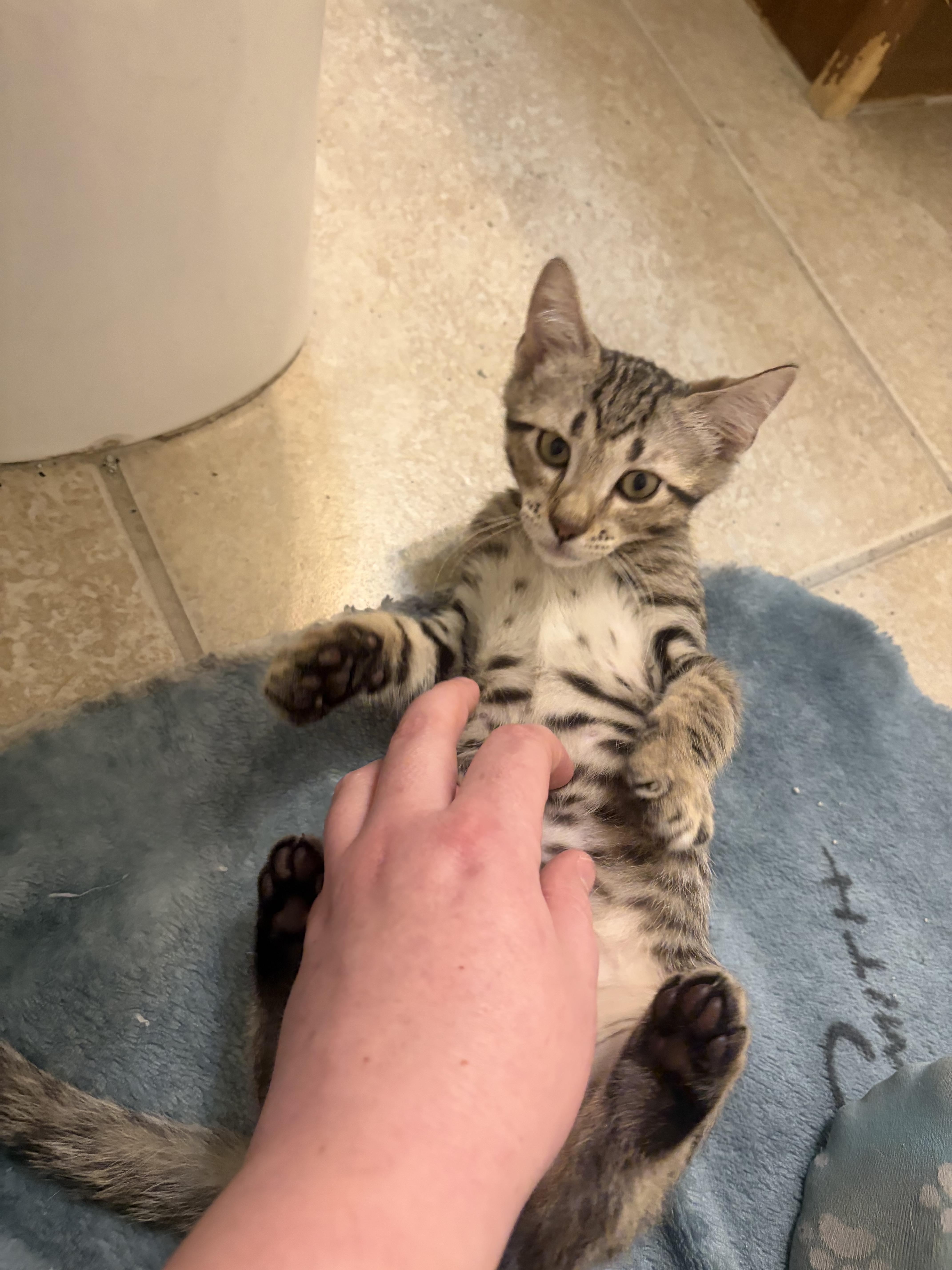 Salsa, a Adoptable Domestic Short Hair in Wesley Chapel, FL image 2/6