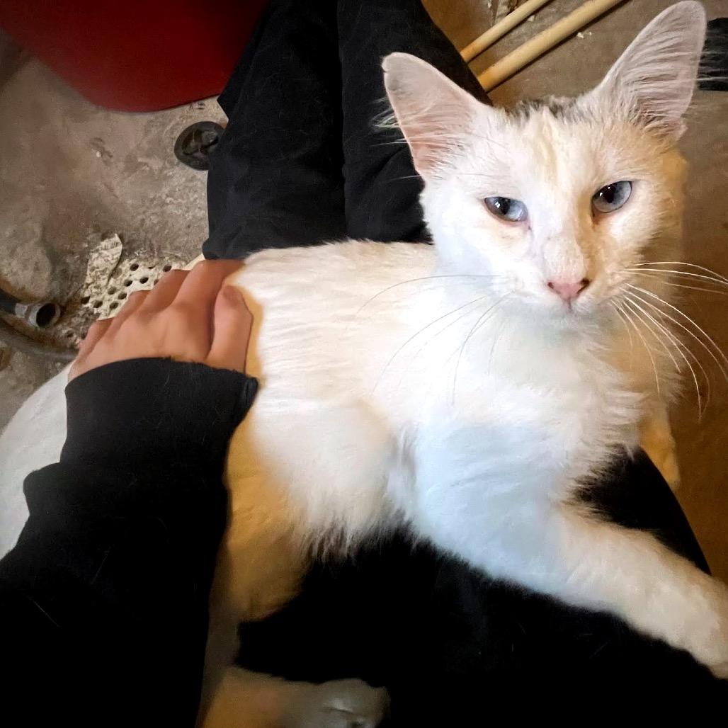 Sprinkles C12667, Adoptable, Adult Male Domestic Short Hair & Siamese.