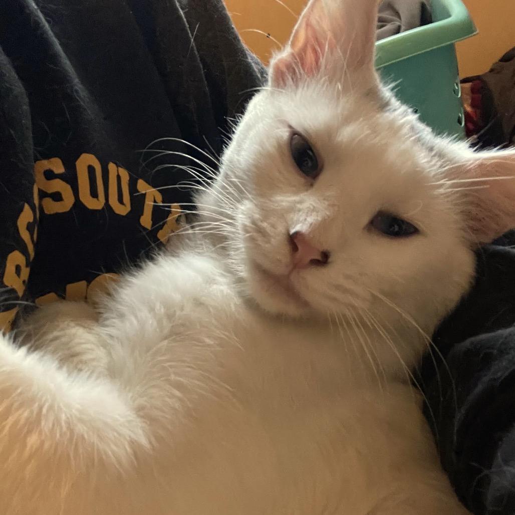 Enlarge Sprinkles C12667, a Adoptable mixed breed in Princeton, MN image 2/5