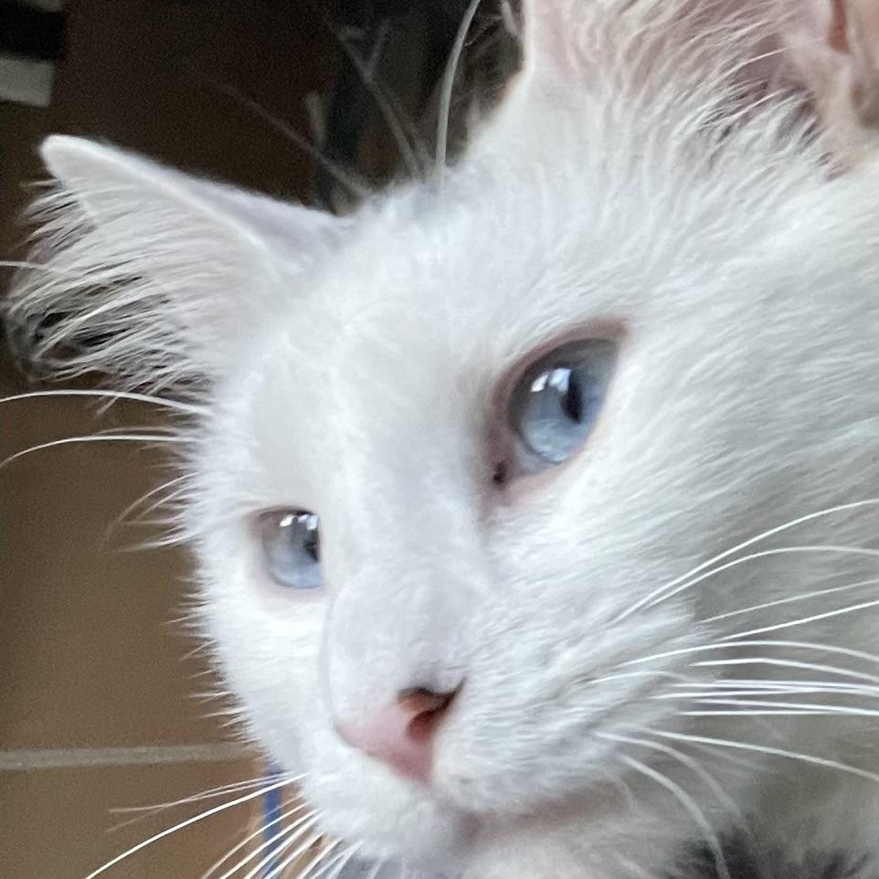 Enlarge Sprinkles C12667, a Adoptable mixed breed in Princeton, MN image 3/5