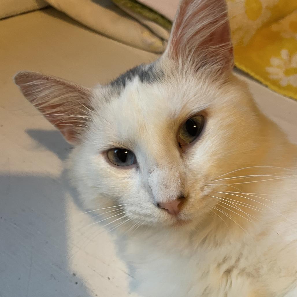Enlarge Sprinkles C12667, a Adoptable mixed breed in Princeton, MN image 5/5