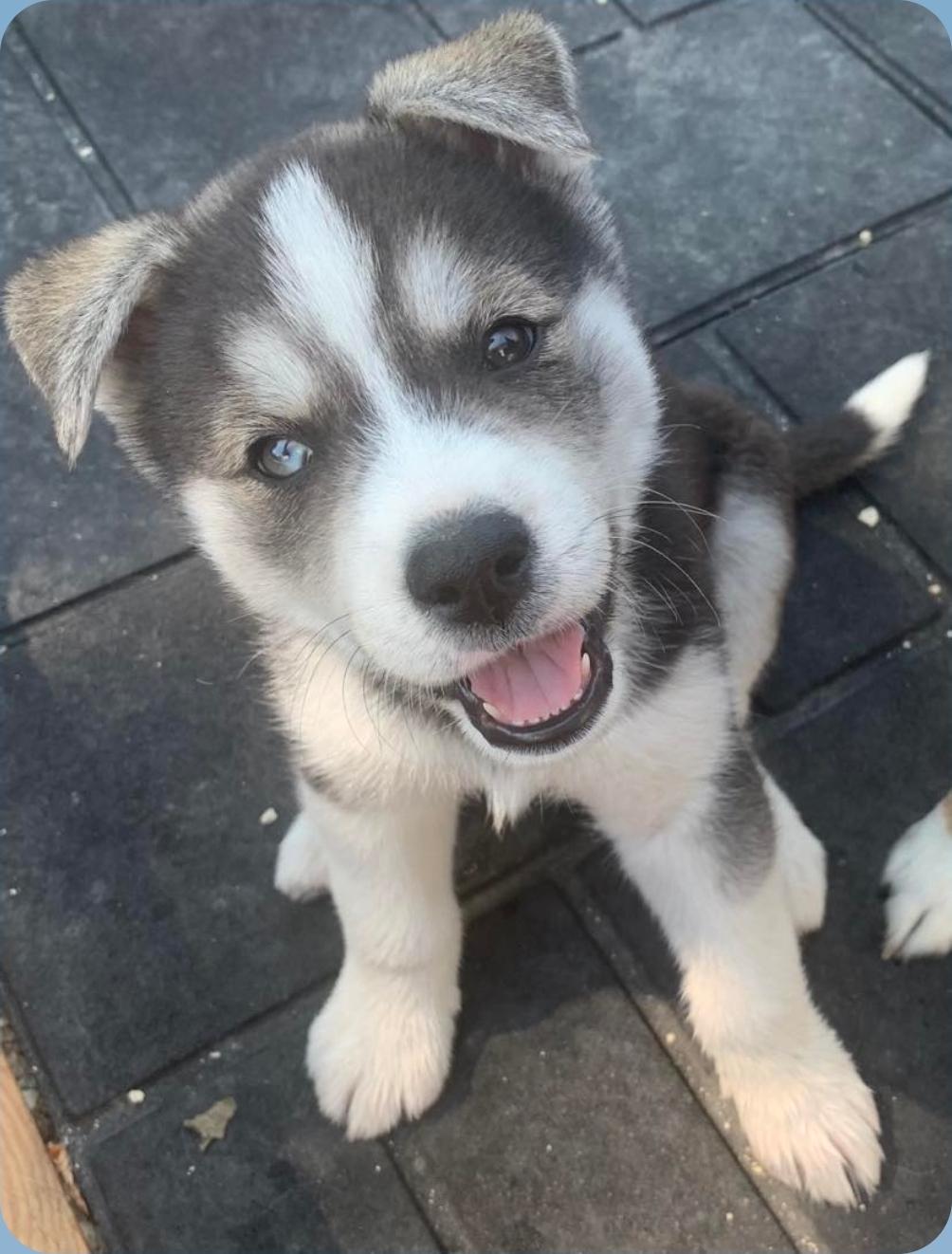 Crosby, an adoptable Husky, Mixed Breed in Winnipeg, MB, R3E 2Z9 | Photo Image 1