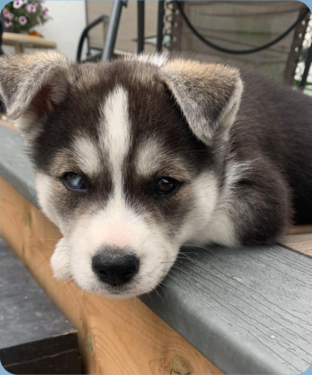 Crosby, an adoptable Husky, Mixed Breed in Winnipeg, MB, R3E 2Z9 | Photo Image 3