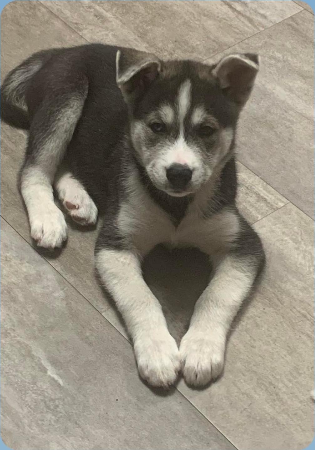Crosby, an adoptable Husky, Mixed Breed in Winnipeg, MB, R3E 2Z9 | Photo Image 5