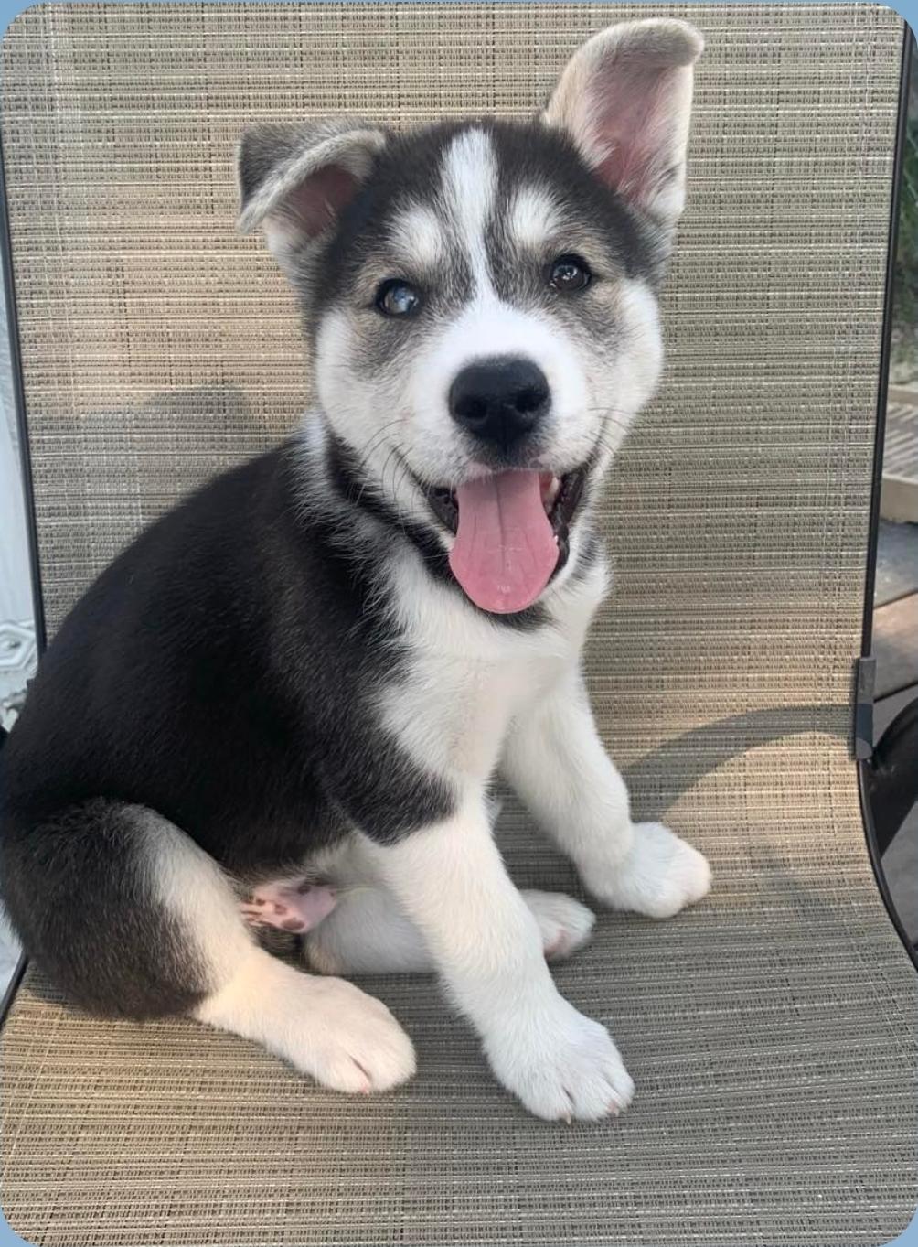 Crosby, an adoptable Husky, Mixed Breed in Winnipeg, MB, R3E 2Z9 | Photo Image 2