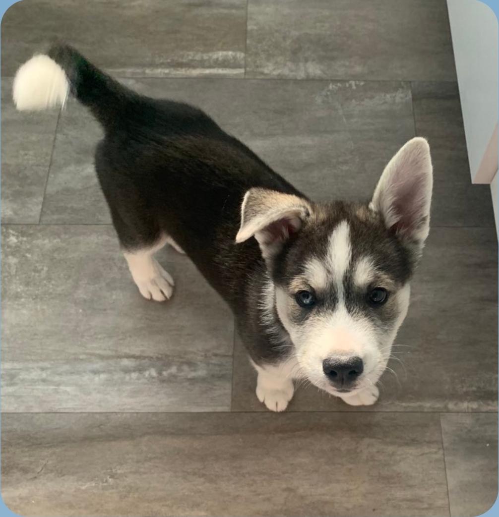 Crosby, an adoptable Husky, Mixed Breed in Winnipeg, MB, R3E 2Z9 | Photo Image 4