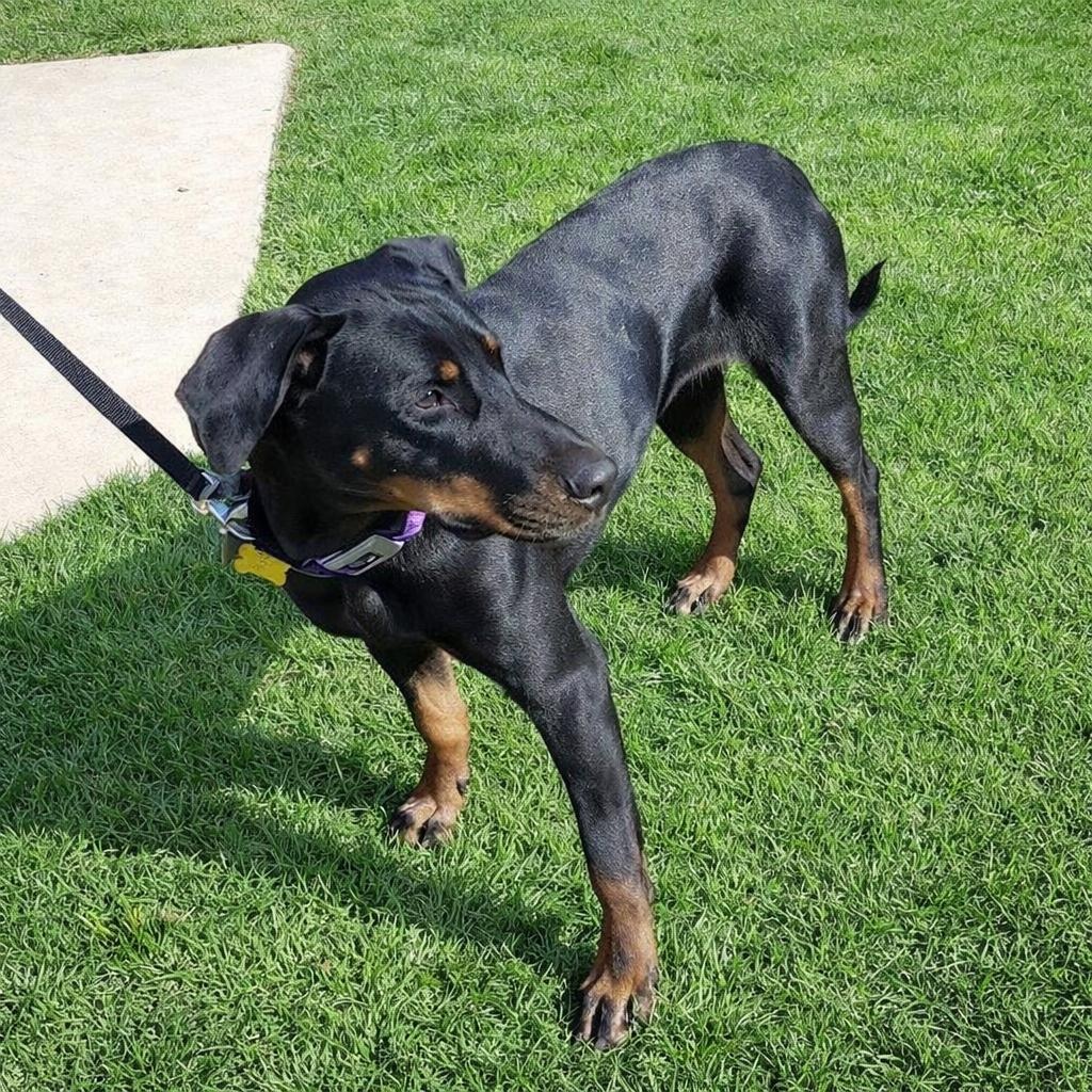 Thelma, an adopted mixed breed in Springfield, MO image 2/5