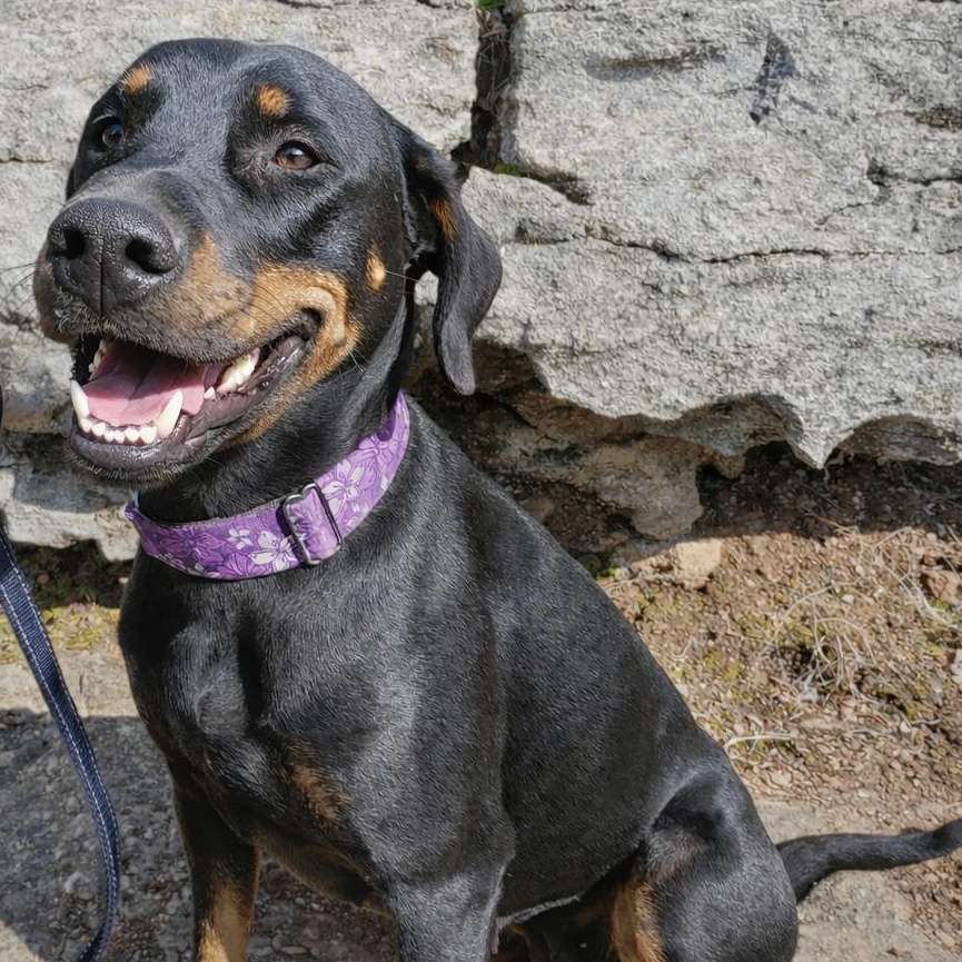 Thelma, an adopted mixed breed in Springfield, MO image 1/5