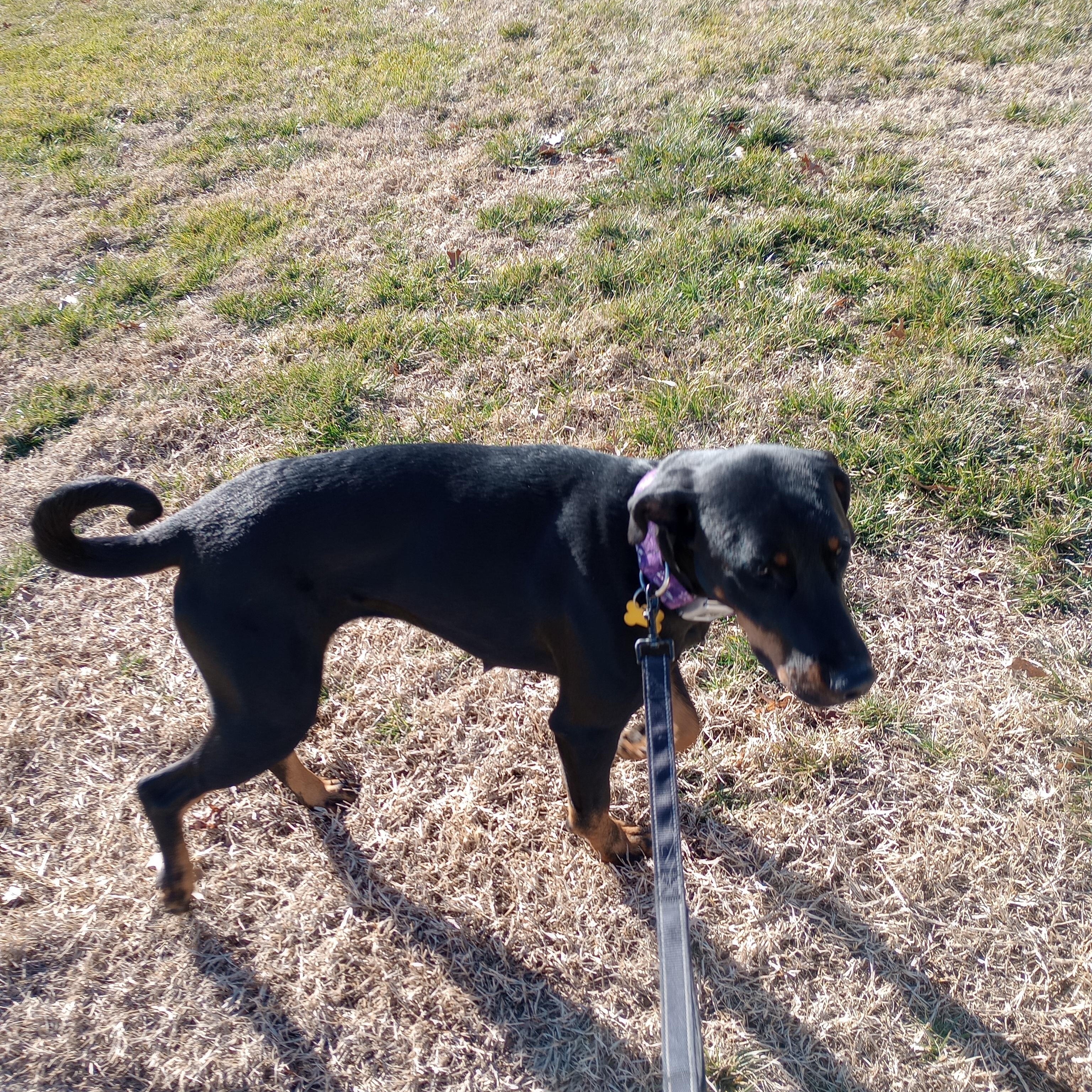 Thelma, an adopted mixed breed in Springfield, MO image 5/5