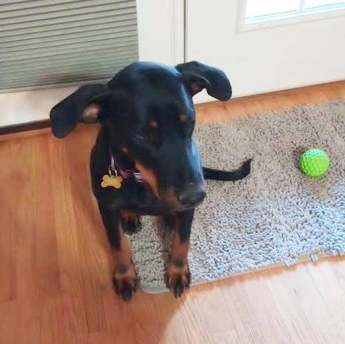 Thelma, an adopted mixed breed in Springfield, MO image 3/5