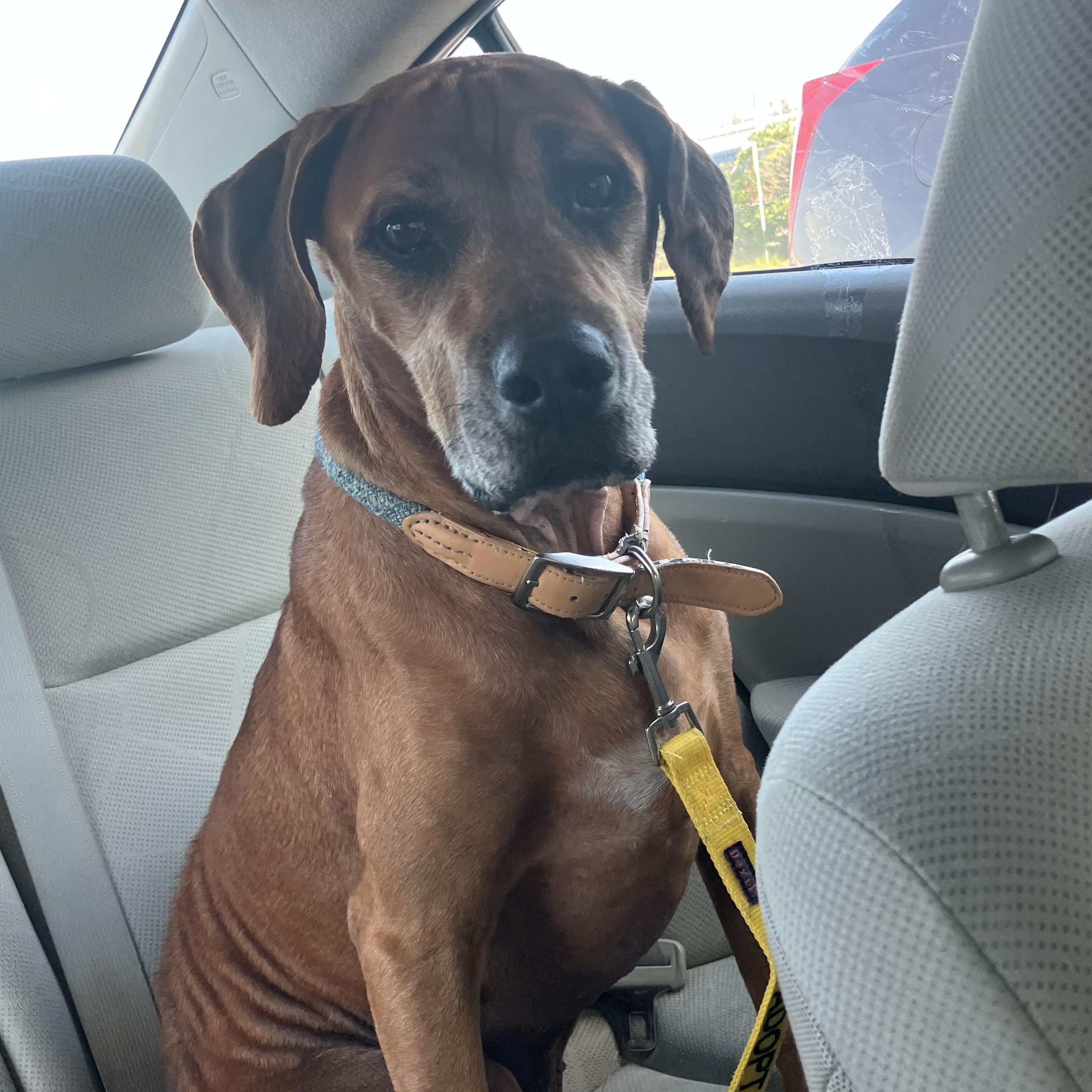 Beau, a Adoptable Hound in Sadler, TX image 3/5