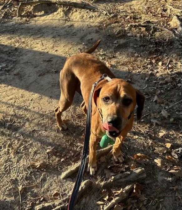 Beau, Adoptable, Senior Male Hound.